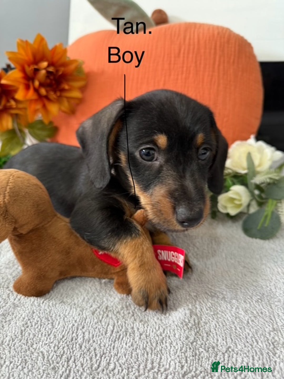 Miniature Dachshund dogs for sale: stunning litter of dachshunds - Image 4