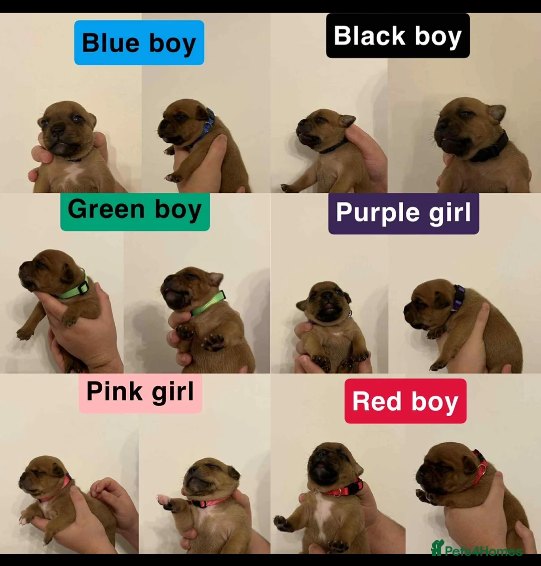 Staffordshire Bull Terrier dogs for stud: Midlandreds Firestorm, Champion Sired Stud  - Advert 4