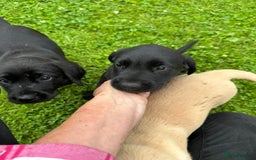 Labrador Retriever dogs for sale: Excellent KC reg-health checked home bred line - Image 15