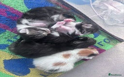 Mixed Breed cats for sale: Beautiful tabby’s  - Advert 6