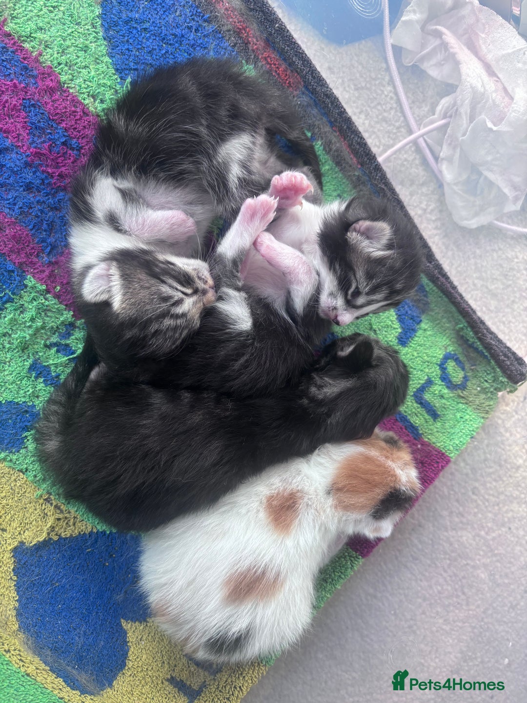 Mixed Breed cats for sale: Beautiful tabby’s  - Advert 6