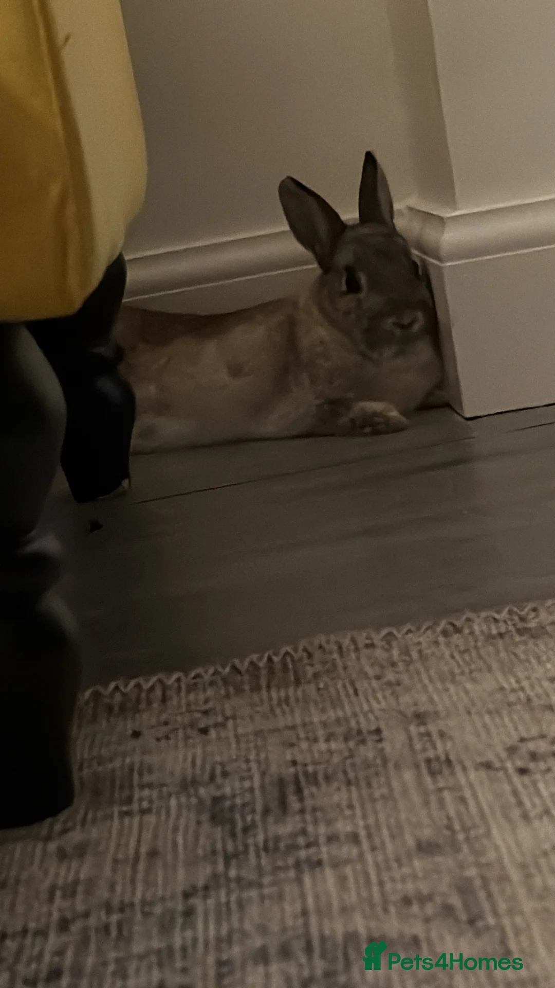 Netherland Dwarf rabbits for sale: Netherland Dwaf  in Ramsgate - Advert 2