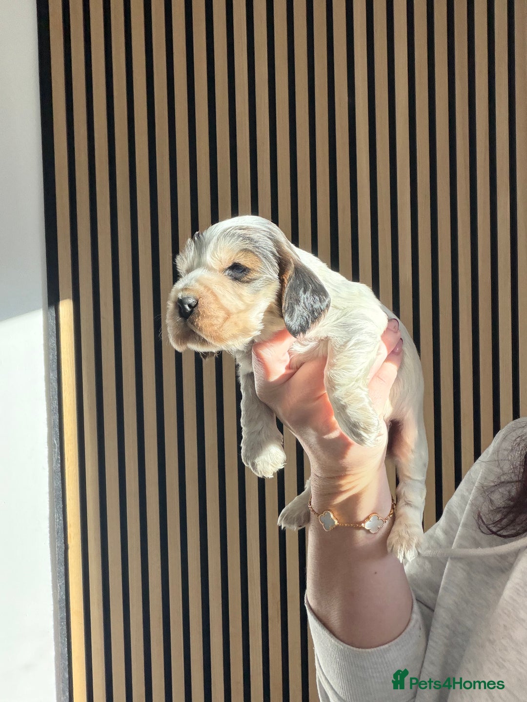 Cocker Spaniel dogs for sale: 🐶Rizi Bizi 🐶🐾 full pedigree show spaniels🐾  - Advert 5