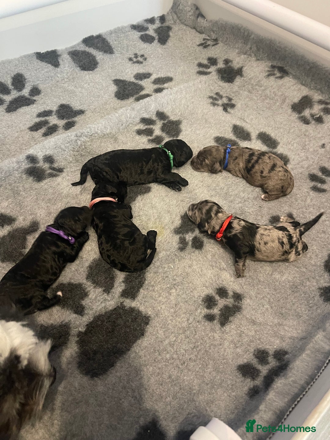 Cockapoo dogs for sale: F1b Cockapoos - Image 10
