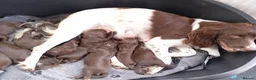 Sprocker dogs for sale: F1 sprocker puppies - Advert 7