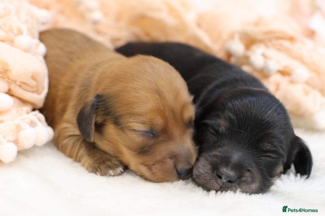 Miniature Dachshund dogs for sale: KC Miniature Dachshund Longhair Puppies - Advert 5