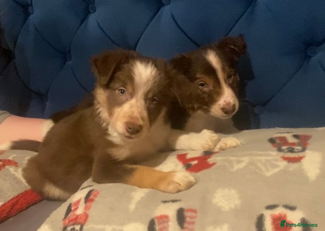 Border Collie dogs for sale: 1 Red/Brown Tri BorderCollie Boy: rough coat - Advert 2