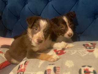 Border Collie dogs 2 Boys Red/Brown Tri BorderCollie Pups: rough coat - Advert 5