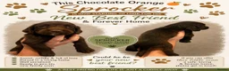 Sprocker dogs for sale: F1 sprocker puppies  in Bargoed - Advert 19