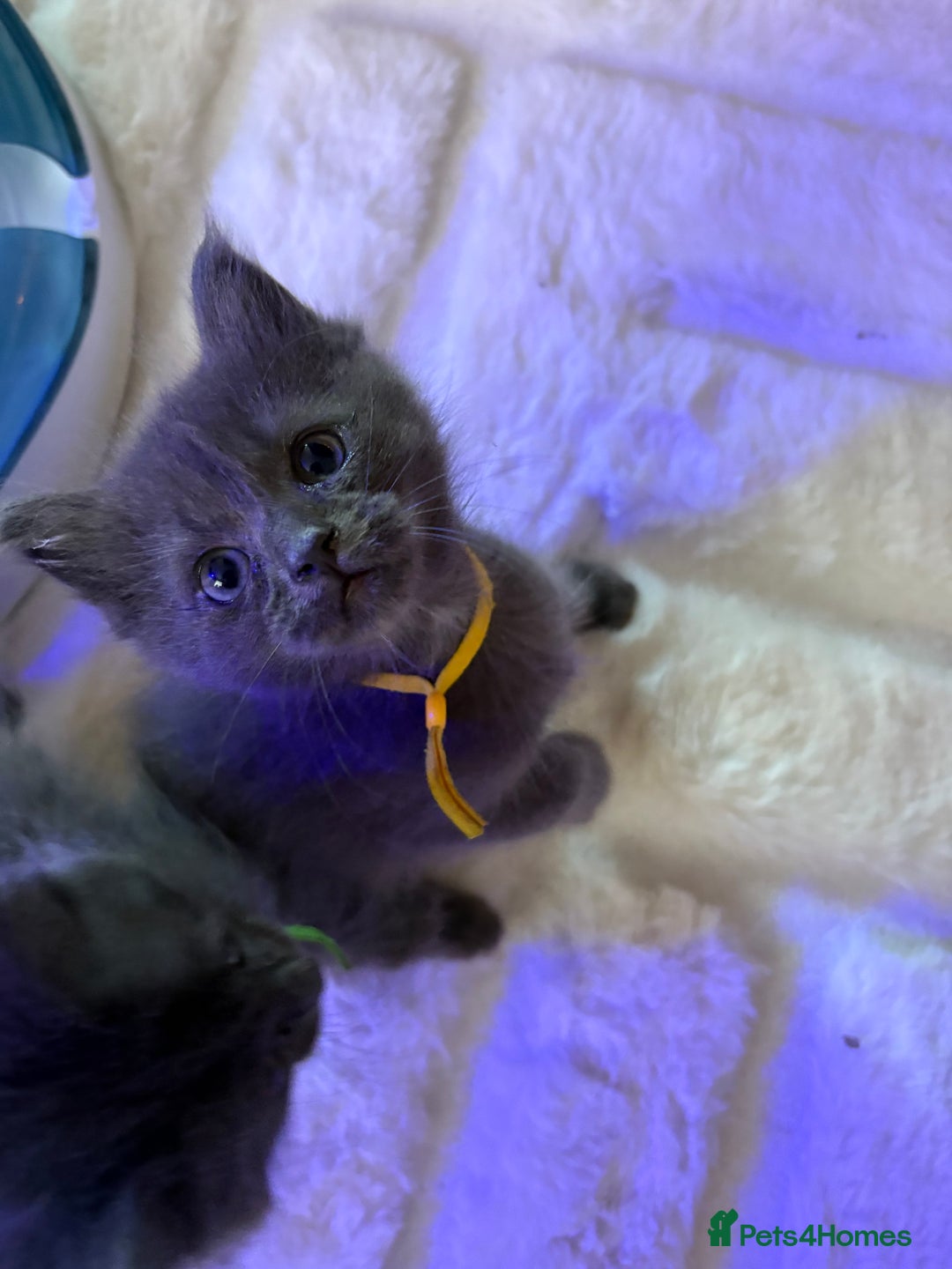 Ragcoon cats for sale: Last Female Ragcoon kitten - ready to leave - Advert 11