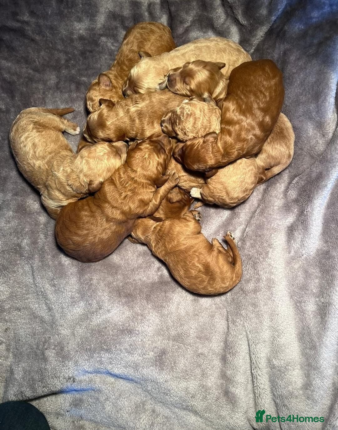 Miniature Poodle dogs for stud: Red Miniature Poodle Stud package Available  in Southampton - Advert 34