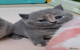 British Shorthair cats for sale: Chunky BSH kittens. PETS ONLY - Image 6