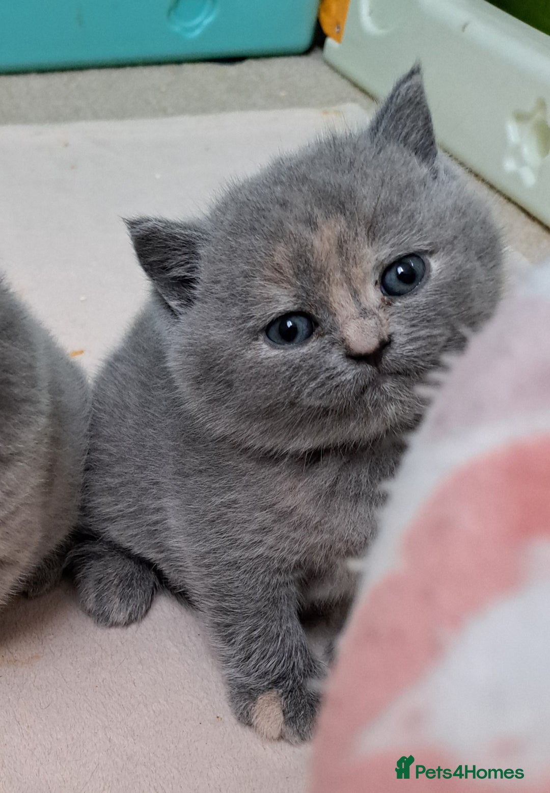 British Shorthair cats for sale: Chunky BSH kittens. PETS ONLY - Image 6