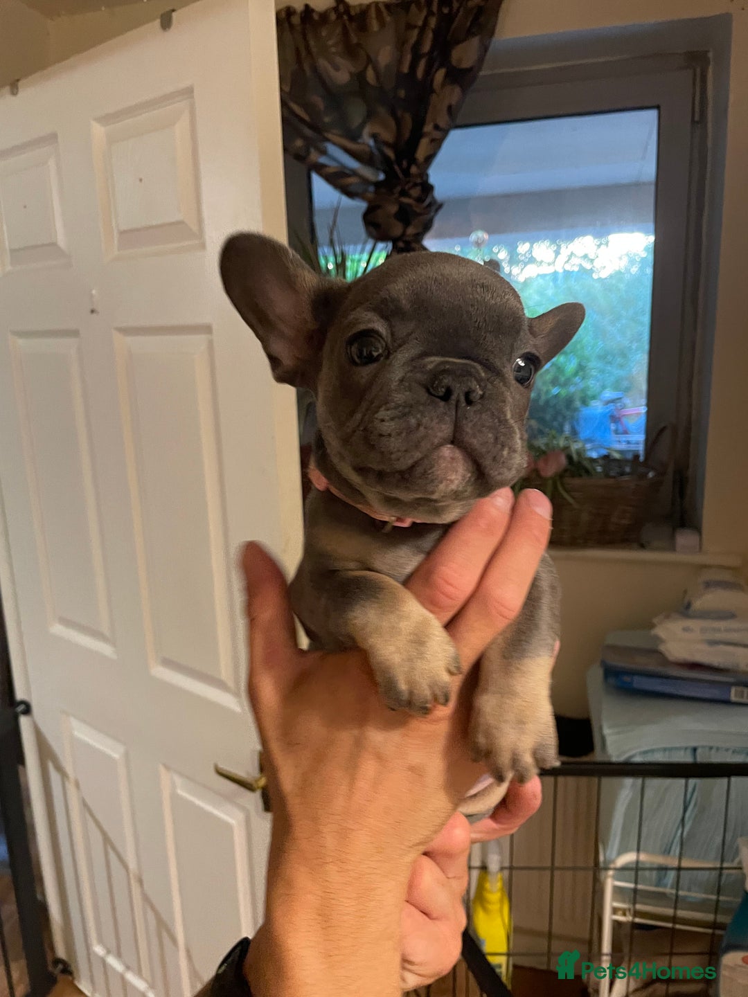 French Bulldog dogs for sale: 3 beautiful boys and girls - Image 25