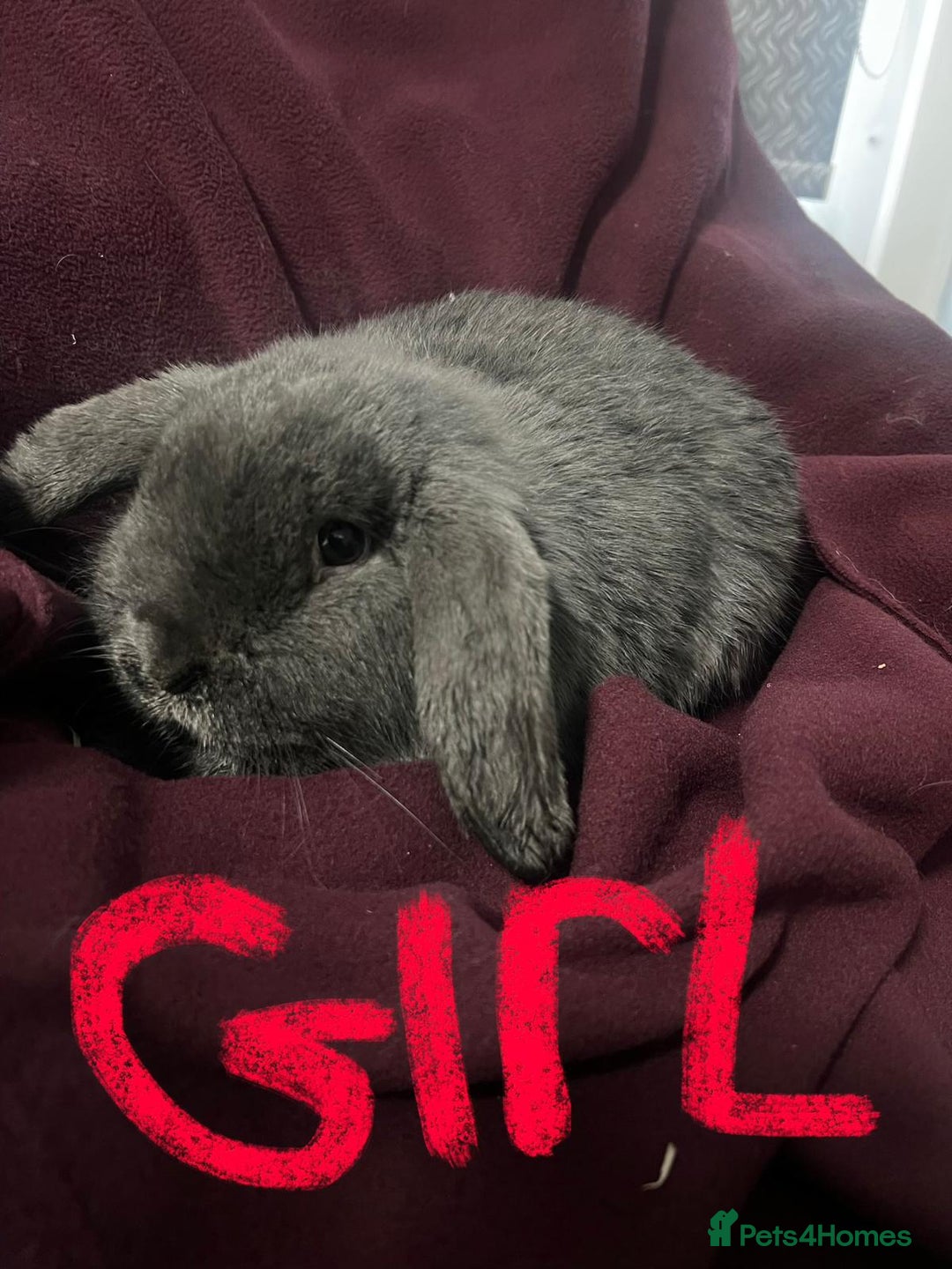 Mini Lion Lop rabbits for sale: Mini lop - Advert 8