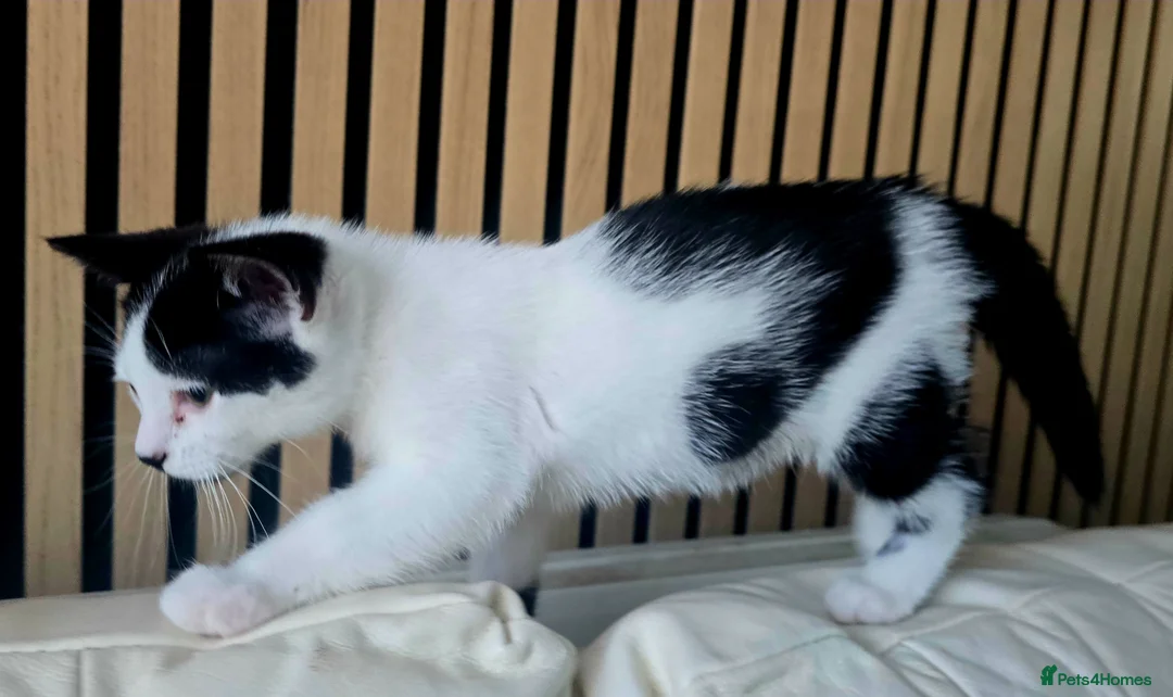 British Shorthair cats for sale: GOURGEOUS MALE KITTEN  - Advert 3