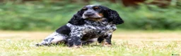 Cocker Spaniel dogs for sale: 4 beautiful girls left - Advert 7