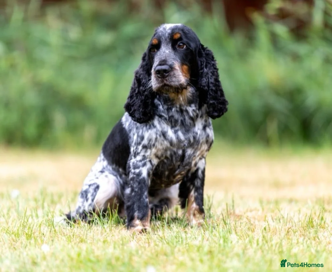 Cocker Spaniel dogs for sale: 4 beautiful girls left - Advert 7