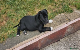 Staffordshire Bull Terrier dogs for sale: Staffordshire bull terrier puppies. - Image 14