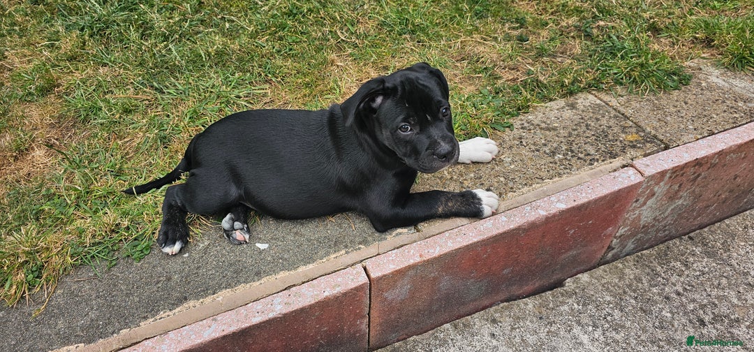 Staffordshire Bull Terrier dogs for sale: Staffordshire bull terrier puppies. - Image 14
