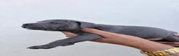 Staffordshire Bull Terrier dogs for sale: Pure blue staffy pups  - Advert 9