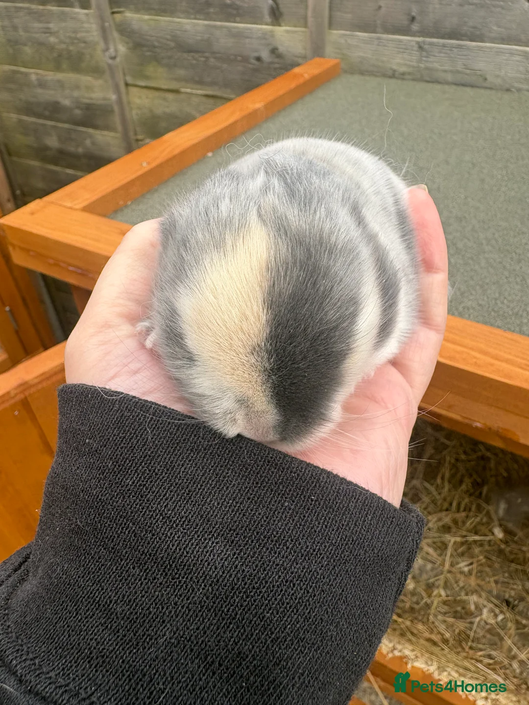 Mini Lop rabbits for sale: Mini lop babies - Advert 2