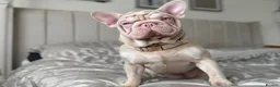 French Bulldog dogs for sale: Outstanding Family Raised frenchies❤️ READY NOW  - Advert 30