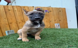 Belgian Shepherd Dog dogs for sale: Belgian Malinois puppies🐾 - Image 23