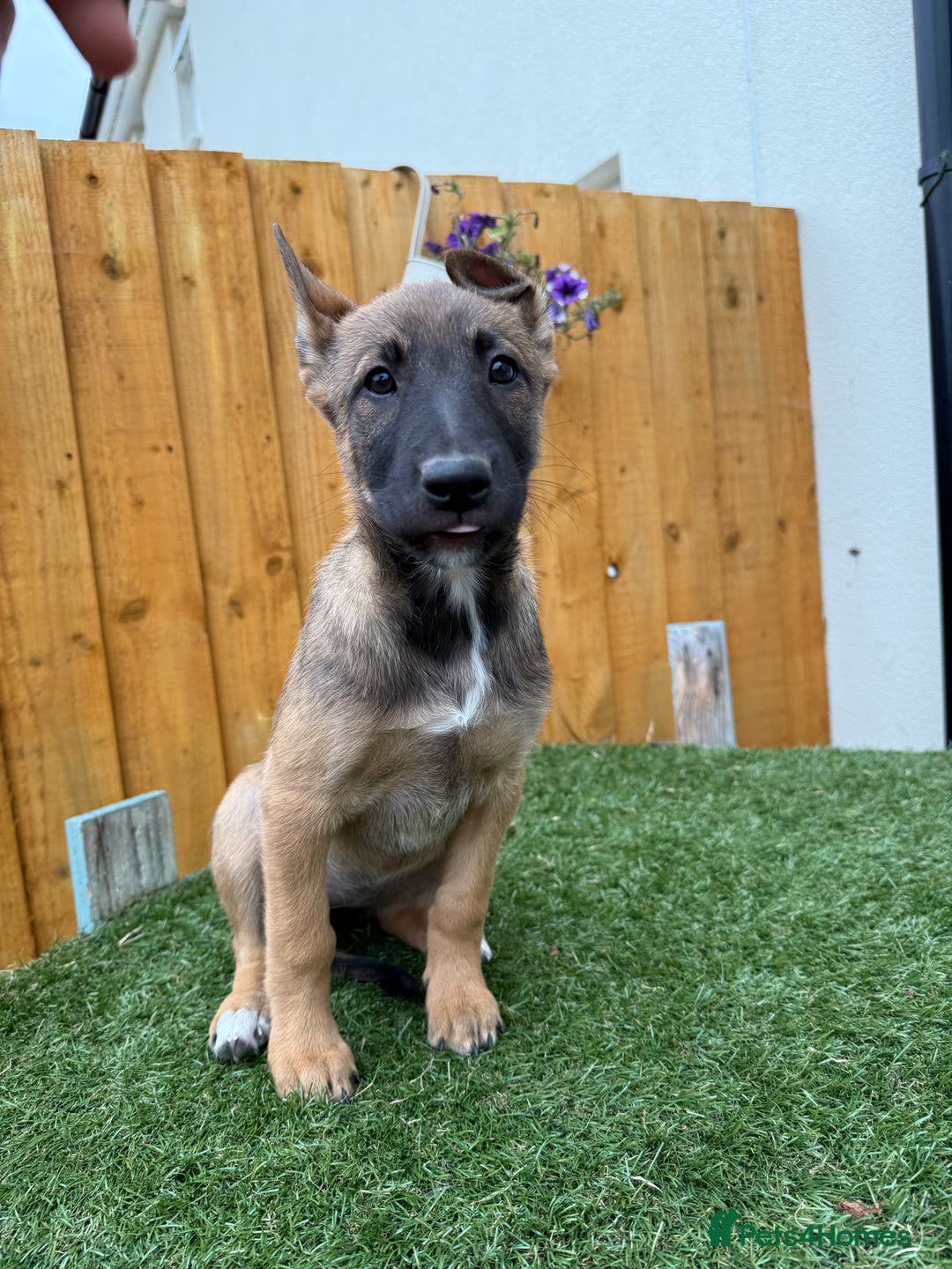 Belgian Shepherd Dog dogs for sale: Belgian Malinois puppies🐾 - Image 23