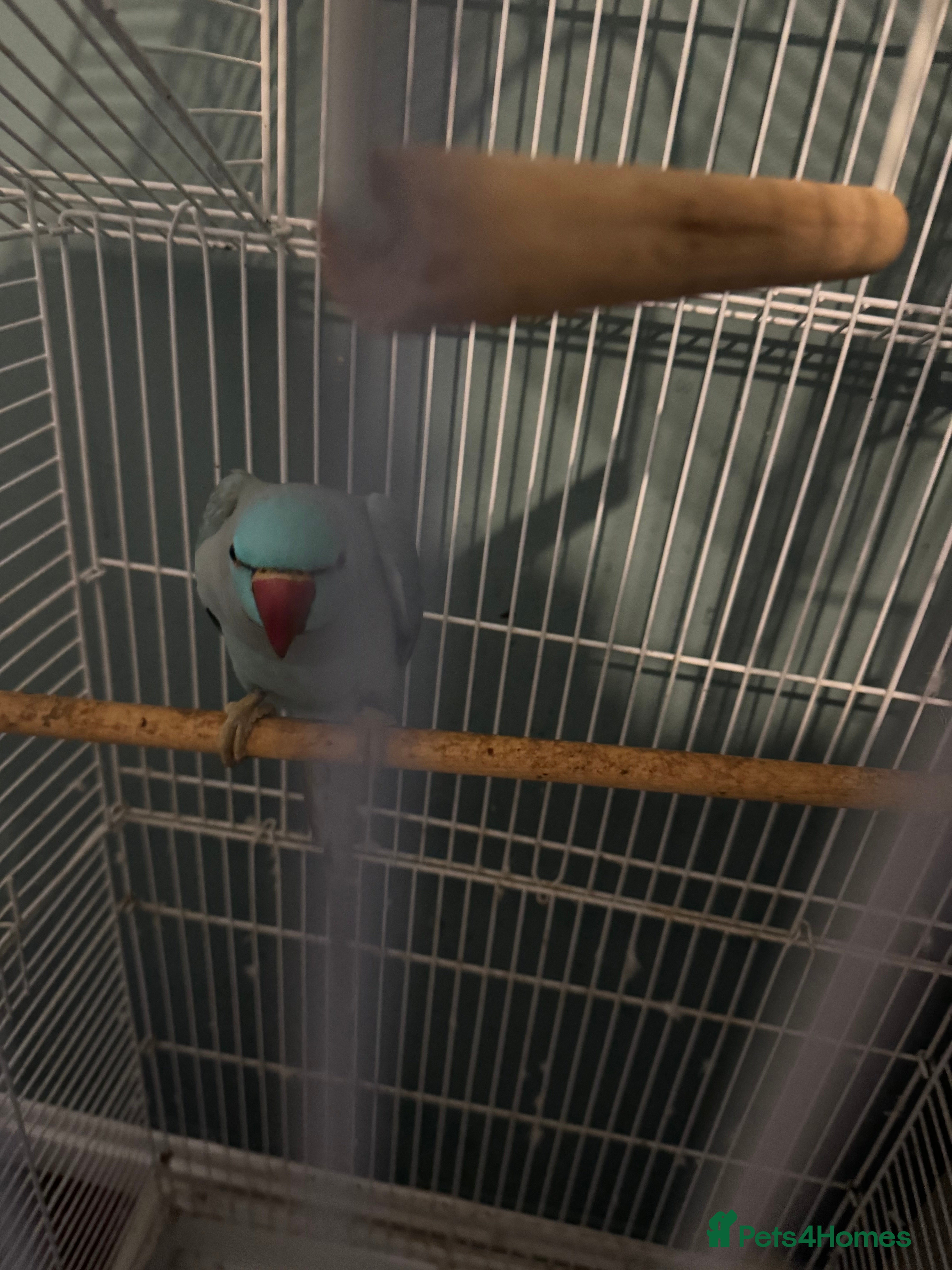 Parakeets birds ring neck bird  - Advert 1