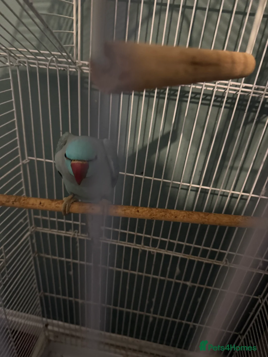 Parakeets birds for sale: ring neck bird  - Advert 1