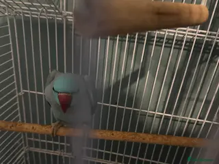 Parakeets birds ring neck bird - Advert 1