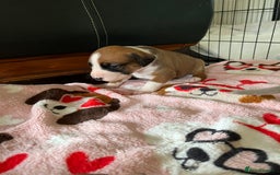 Mixed Breed dogs for sale: Staffy x Australian Kelpie  - Image 18