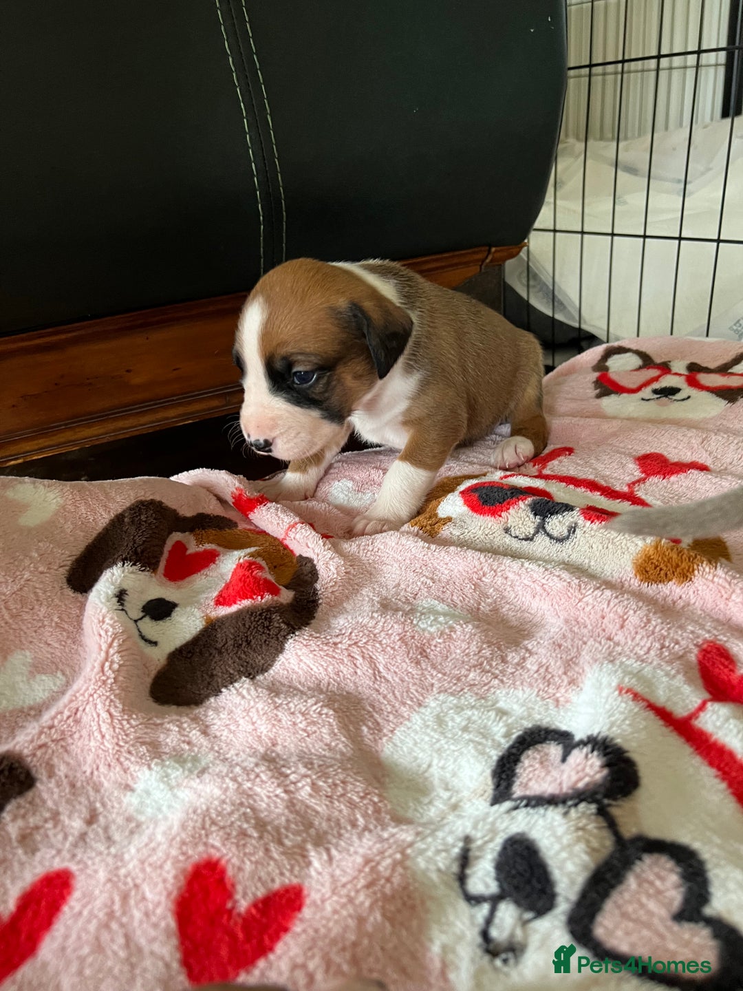 Mixed Breed dogs for sale: Staffy x Australian Kelpie  - Image 18