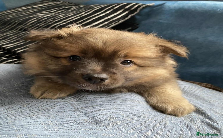 German Spitz dogs - Advert 2