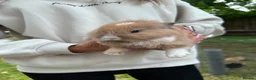 Mixed Breed rabbits for sale: Mixed gender rabbits - Advert 7