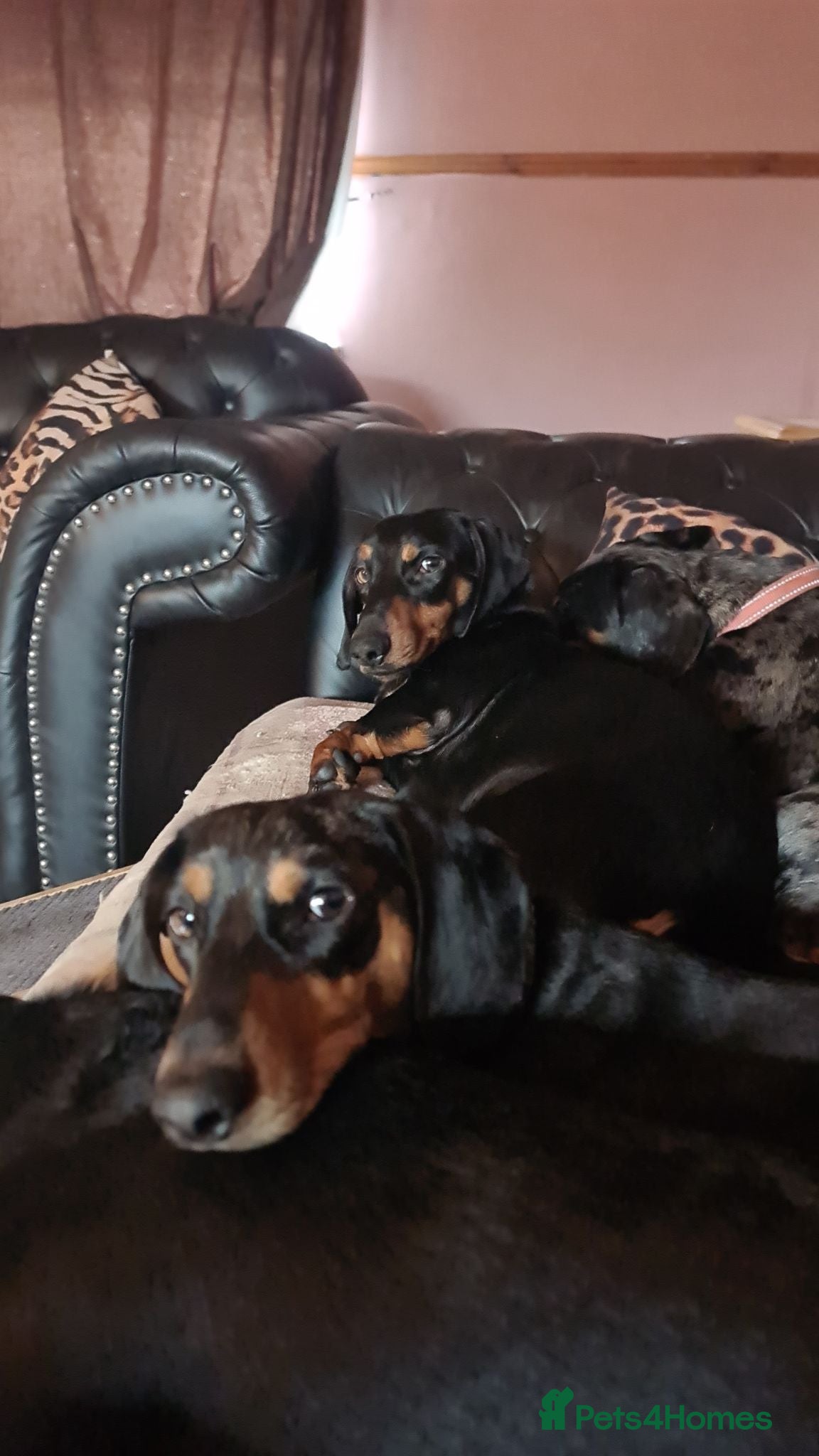 Dachshund dogs Dachshund brothers - Advert 1