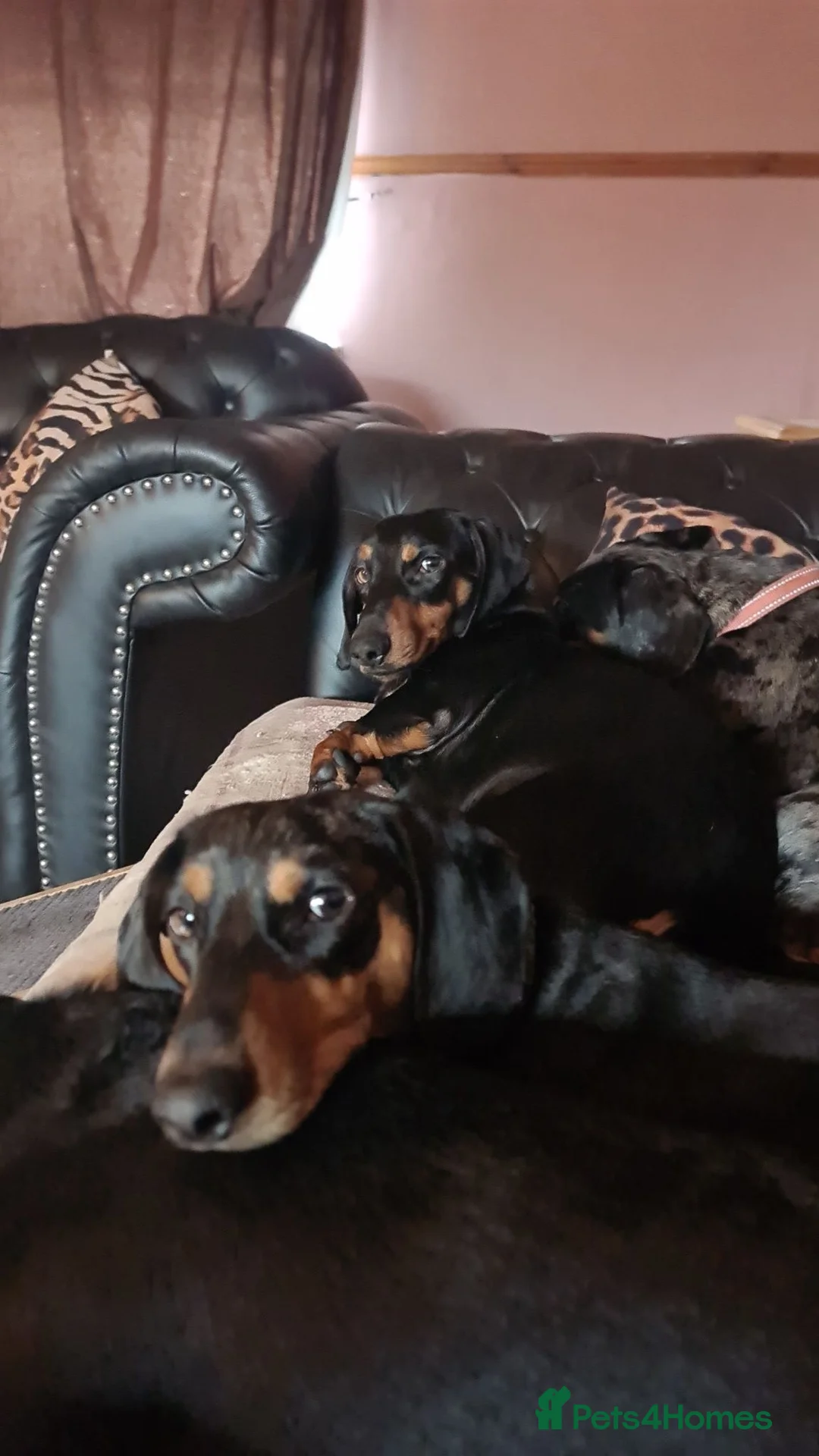 Dachshund dogs for sale: Dachshund brothers - Advert 1