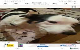 Mixed Breed dogs for sale: Lovely rough collie and border collie pups  - Image 9