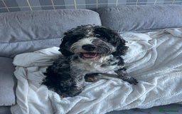 Sproodle dogs for sale: 2 boy pups available - Advert 7