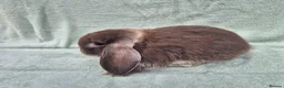 Mini Lop rabbits for sale: Gorgeous mini lops ready next week  - Advert 14