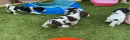 English Springer Spaniel dogs for sale: Beautiful springer spaniel puppies - Advert 17