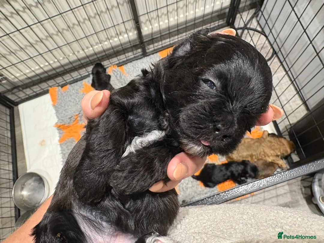 Shihpoo dogs for sale: Shihpoo f1 puppies  🩷🩷 - Advert 37