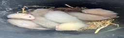 Ferret rodents for sale: Ferret kits - Advert 4