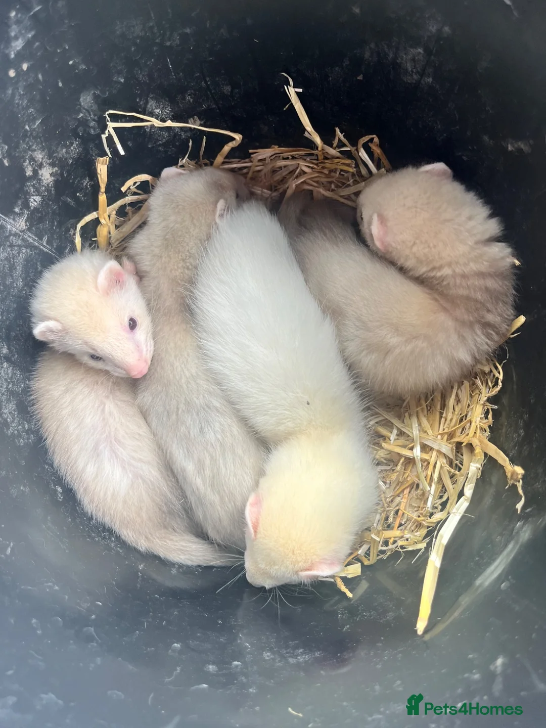 Ferret rodents for sale: Ferret kits - Advert 4