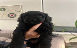 Mixed Breed dogs for sale: Tiboodle Puppies – Toy Poodle x Tibetan Terrier - Image 13