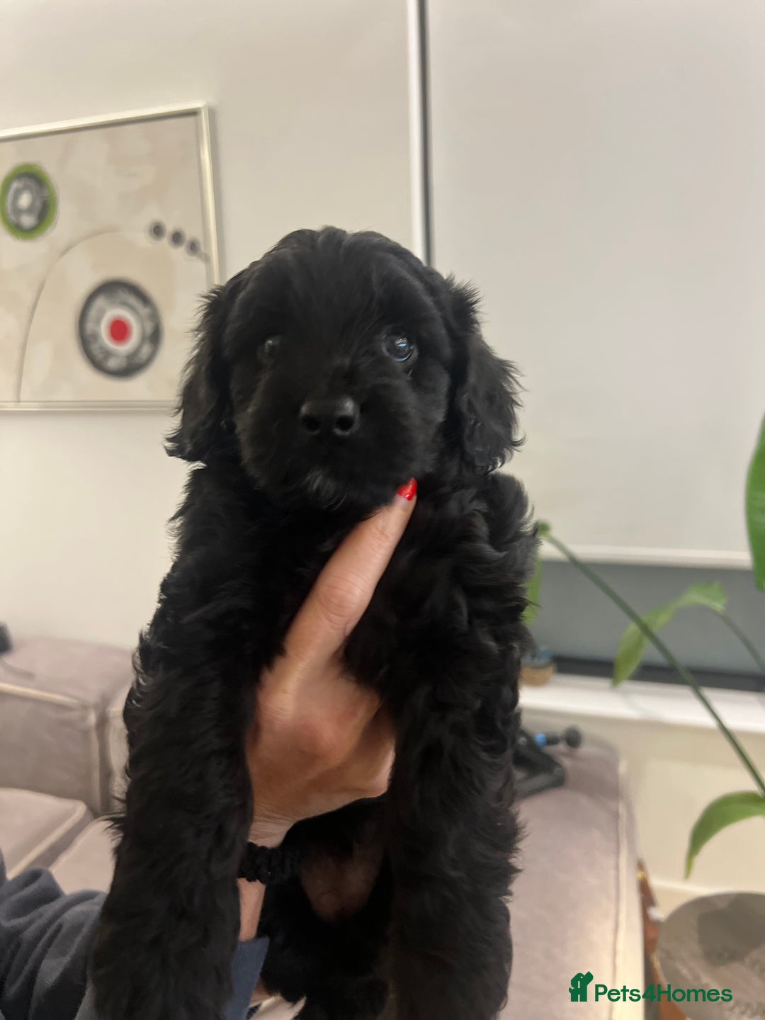 Mixed Breed dogs for sale: Tiboodle Puppies – Toy Poodle x Tibetan Terrier - Image 13