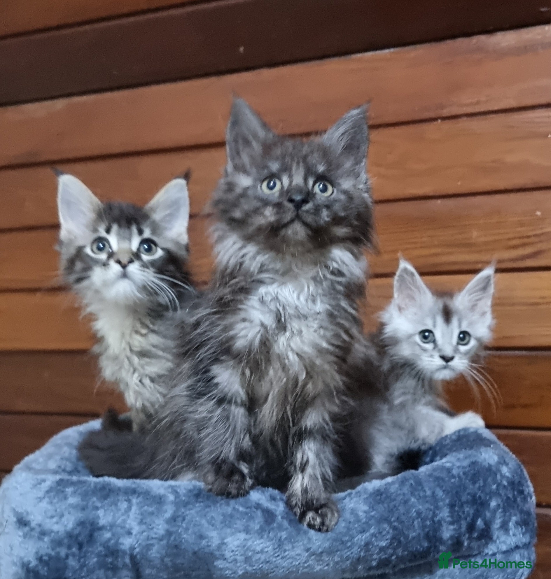 Maine Coon cats Pedigree Maine Coon Kittens for sale  - Advert 1