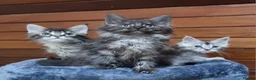 Maine Coon cats for sale: Pedigree Maine Coon Kittens for sale  - Advert 1
