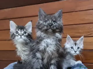 Maine Coon cats for sale: Pedigree Maine Coon Kittens for sale - Advert 2